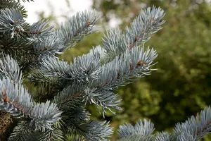 Hoopsii - afbeelding 1