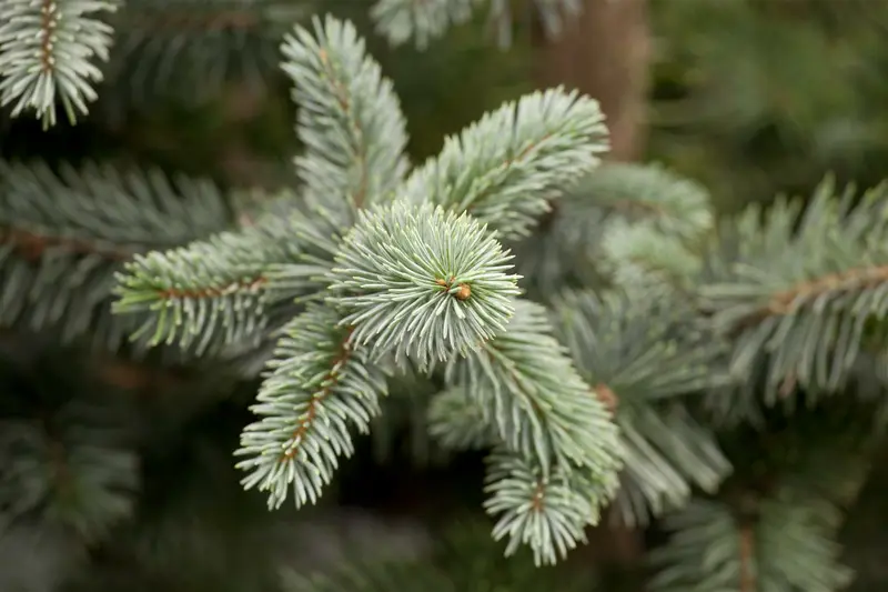 Picea pungens 'Koster' 175-200   DKL