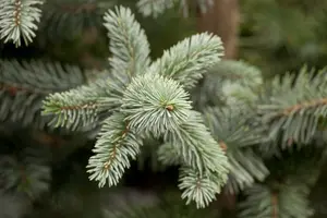 Picea pungens 'Koster' 200-225   DKL