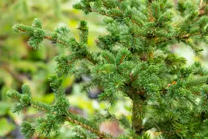 Picea pungens 'Lucky Strike' 40- 50   C15 - afbeelding 5
