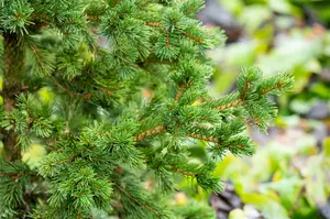 Picea pungens 'Lucky Strike' 40- 50   C15 - afbeelding 4