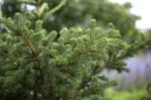 Picea pungens 'Lucky Strike' 50- 60   C20 - afbeelding 2