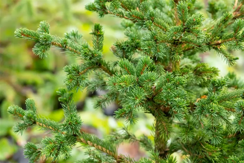 Picea pungens 'Lucky Strike' 50- 60   C20 - afbeelding 5