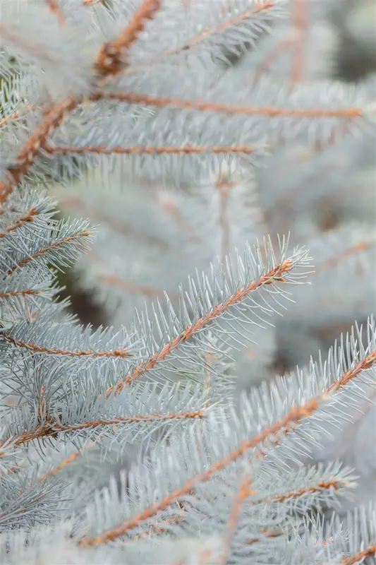 Picea pungens 'Super Blue' 30- 40   C5 - afbeelding 2