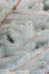 Picea pungens 'Super Blue' 30- 40   C5 - afbeelding 2