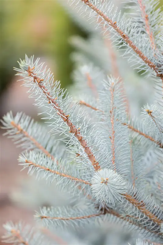 Picea pungens 'Super Blue' 30- 40   C5 - afbeelding 4