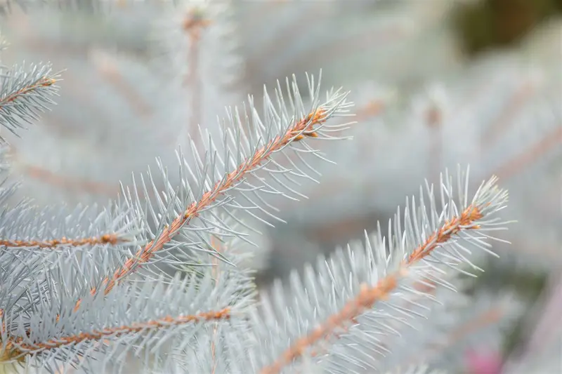 Picea pungens 'Super Blue' 30- 40   C5 - afbeelding 1