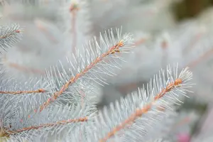 Picea pungens 'Super Blue' 30- 40   C5 - afbeelding 1