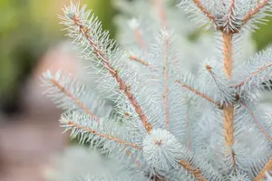 Picea pungens 'Super Blue' 30- 40   C5 - afbeelding 3