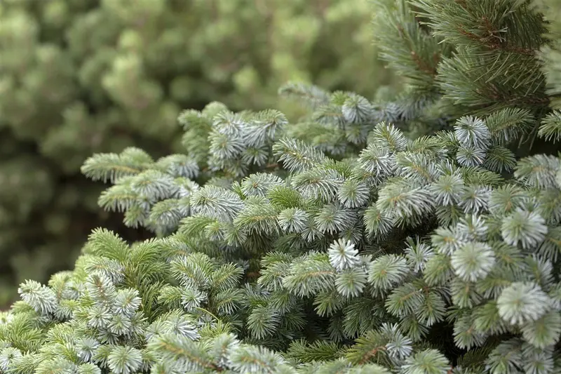 Picea sit. 'Silberzwerg' 30- 40   C12 - afbeelding 2