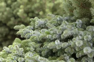Picea sit. 'Silberzwerg' 30- 40   C12 - afbeelding 2