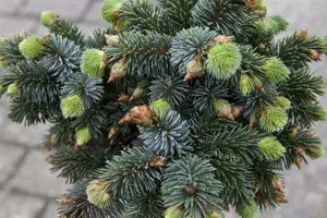 Picea sit. 'Silberzwerg' 30- 40   C12 - afbeelding 4