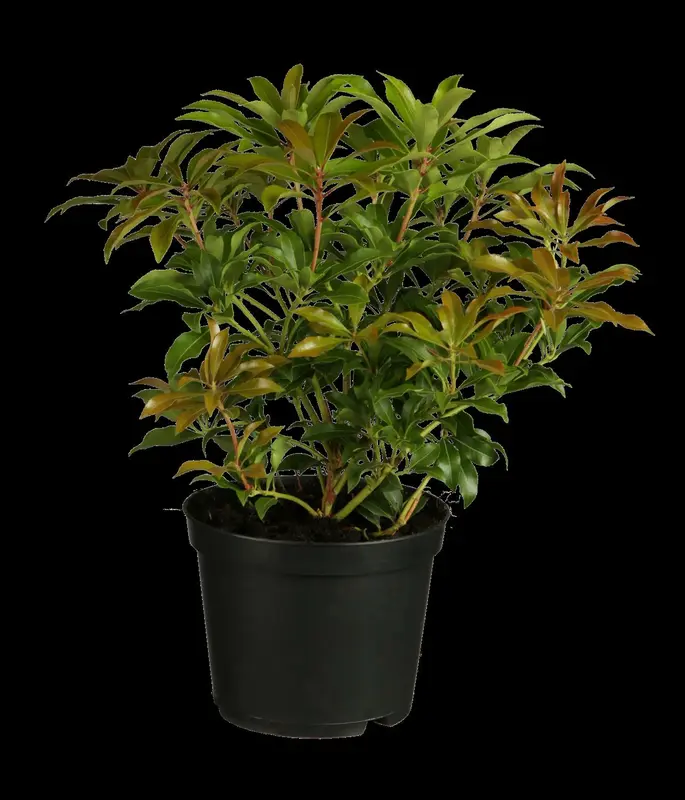 Forest Flame - afbeelding 1