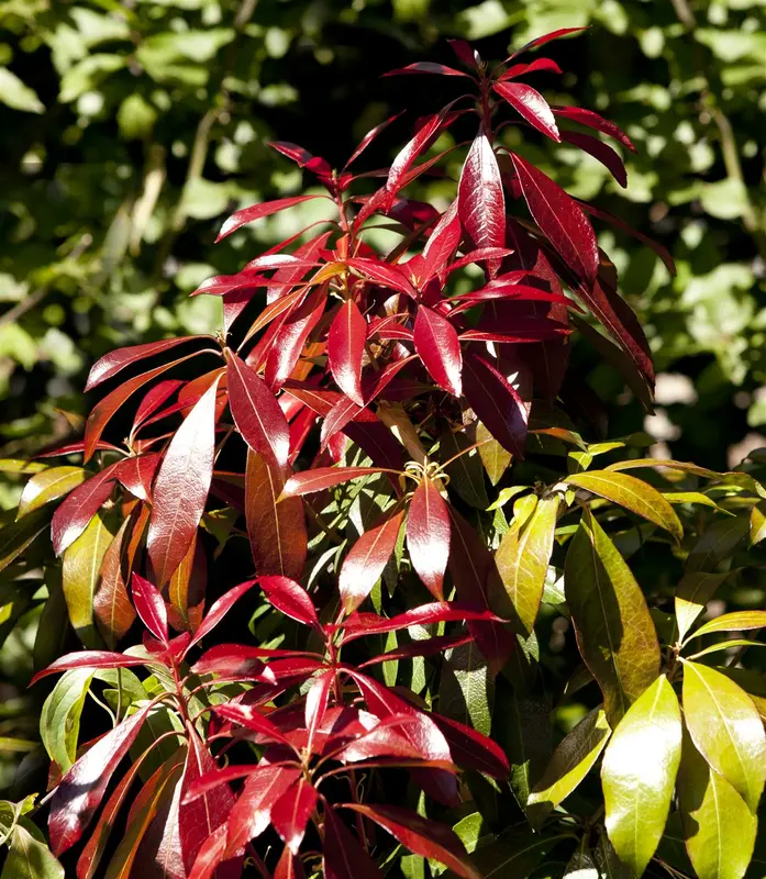 Forest Flame - afbeelding 2
