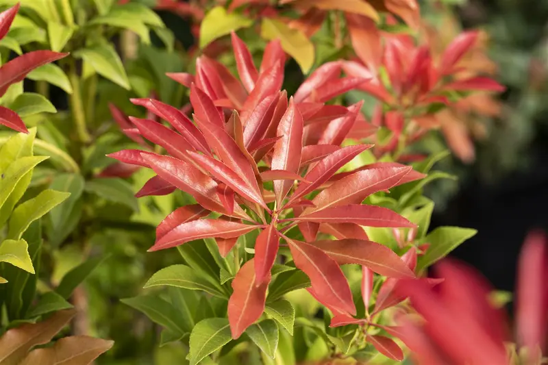 Pieris hybr. 'Forest Flame' 50- 60   C10 - afbeelding 2
