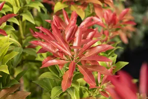 Pieris hybr. 'Forest Flame' 50- 60   C10 - afbeelding 2