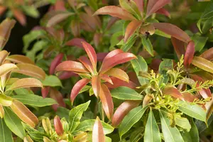 Pieris hybr. 'Forest Flame' 50- 60   C10 - afbeelding 3