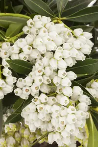 Pieris jap. 'Debutante' 50- 60   C10 - afbeelding 1