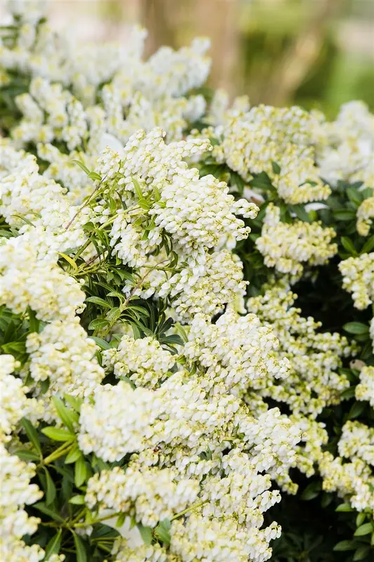 Pieris jap. 'Debutante' 50- 60   C10 - afbeelding 5