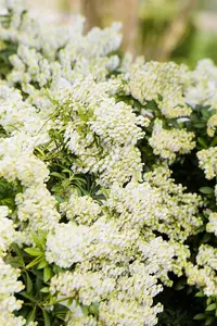 Pieris jap. 'Debutante' 50- 60   C10 - afbeelding 5