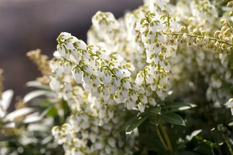 Pieris jap. 'Debutante' 50- 60   C10 - afbeelding 3