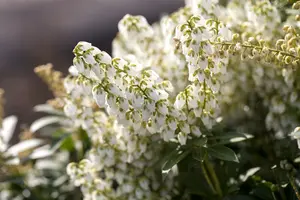 Pieris jap. 'Debutante' 50- 60   C10 - afbeelding 3