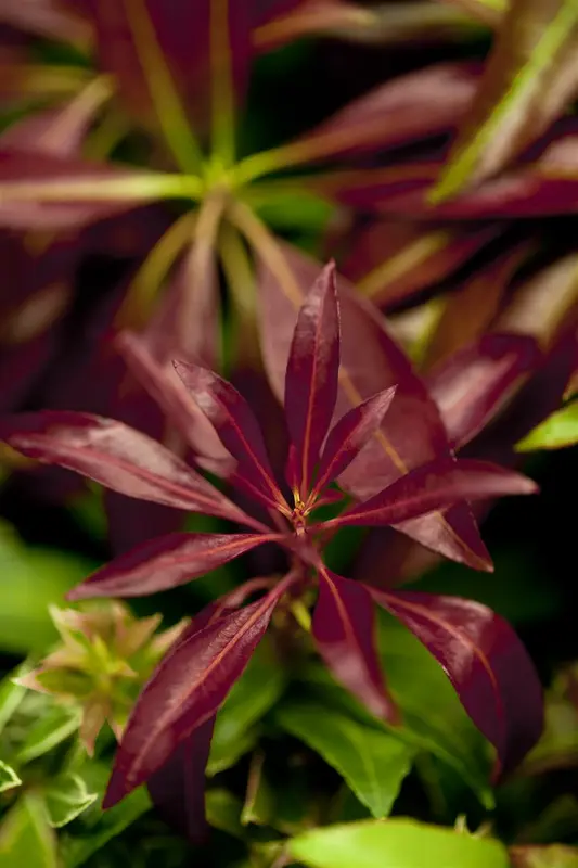 Katsura - afbeelding 2