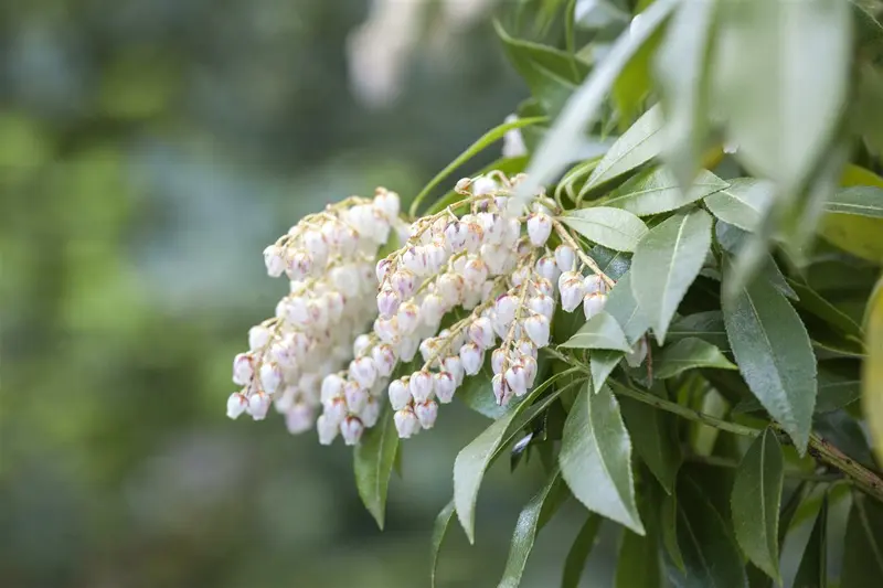 Katsura - afbeelding 4