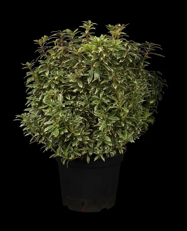 Little Heath - afbeelding 1