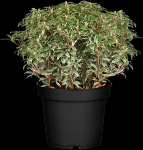 Little Heath - afbeelding 5
