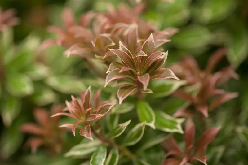 Little Heath - afbeelding 3