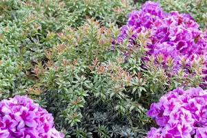 Little Heath - afbeelding 4
