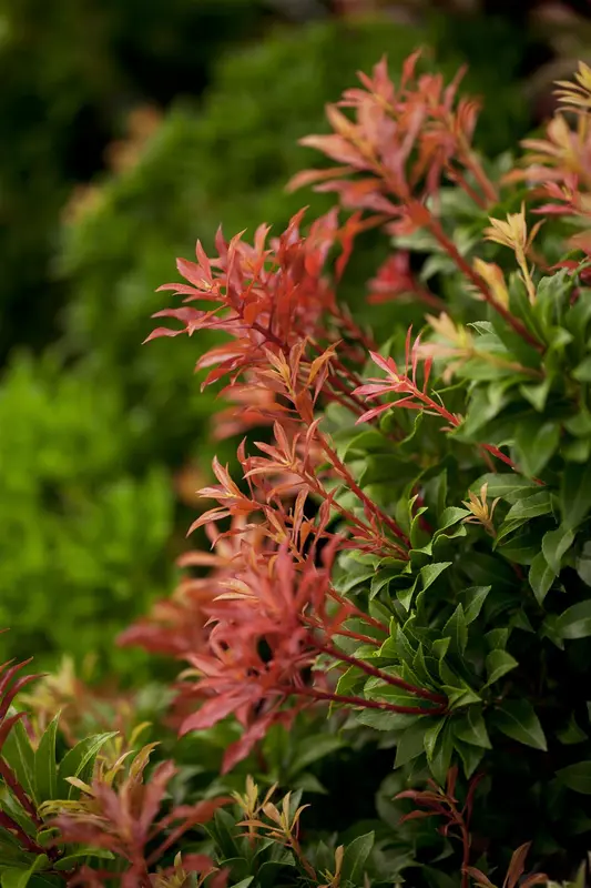 Pieris jap. 'Mountain Fire' 50- 60   C10 - afbeelding 1