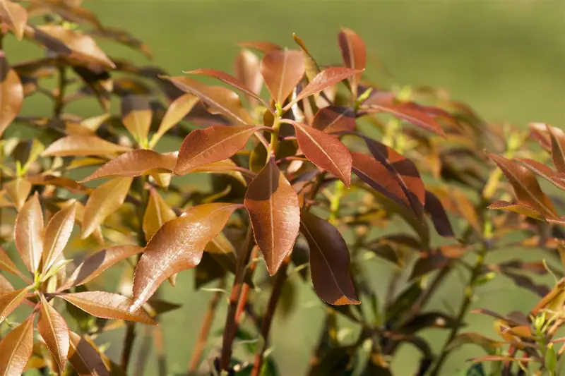 Pieris jap. 'Mountain Fire' 50- 60   C10 - afbeelding 3