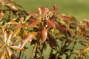 Pieris jap. 'Mountain Fire' 50- 60   C10 - afbeelding 3
