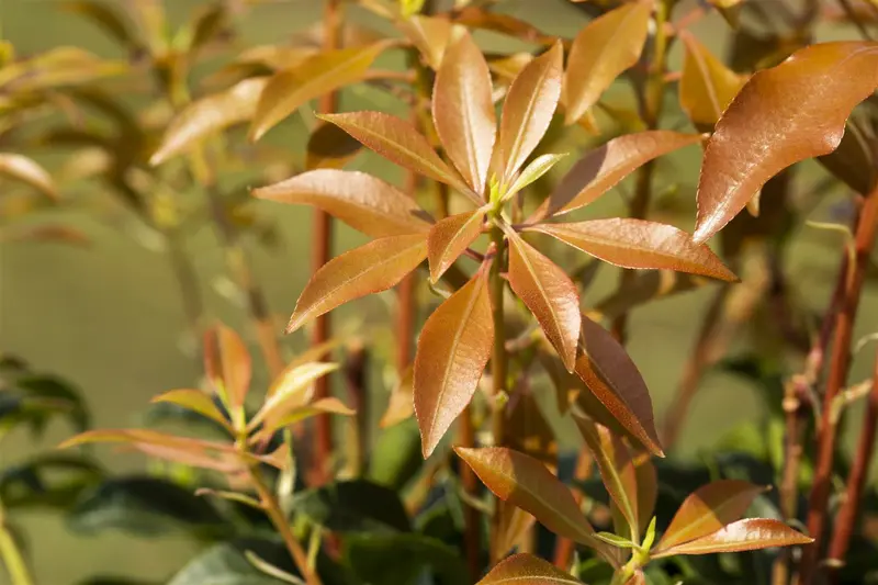 Pieris jap. 'Mountain Fire' 50- 60   C10 - afbeelding 4