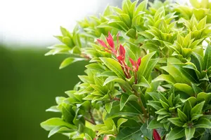 Pieris jap. 'Mountain Fire' 50- 60   C10 - afbeelding 5