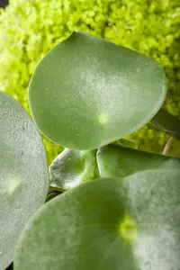 pilea peperoides - afbeelding 5