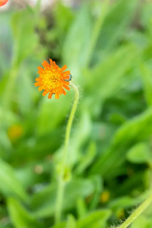 hieracium pilosella P9 - afbeelding 3