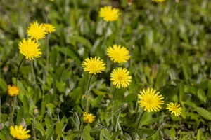hieracium pilosella P9 - afbeelding 4