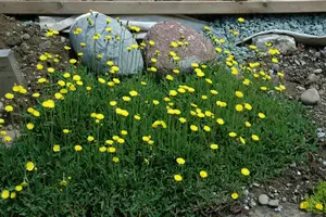 hieracium pilosella P9 - afbeelding 4