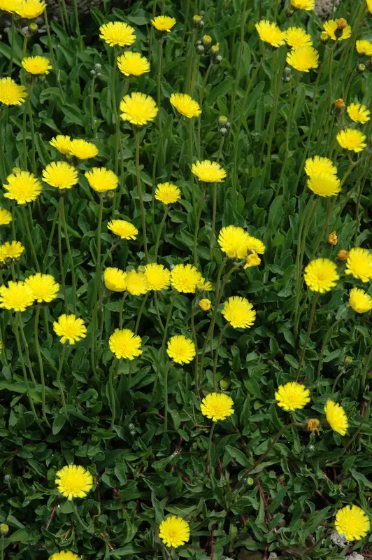 hieracium pilosella P9 - afbeelding 2