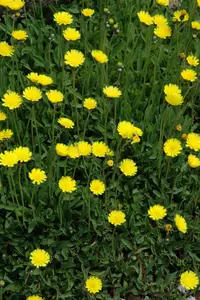 hieracium pilosella P9 - afbeelding 2
