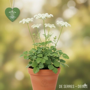 Pimpinella major P11