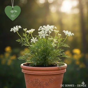 Pimpinella saxifraga P9