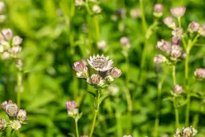 Pink Button astrantia - afbeelding 2