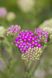 achillea mil. 'pink grapefruit' P9 - afbeelding 4