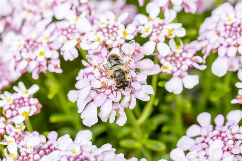 iberis sempervirens pink ice P9 - afbeelding 2