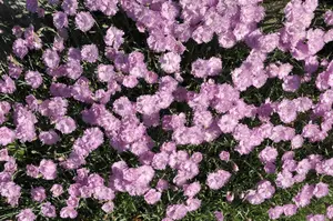 Pink Jewel - afbeelding 2