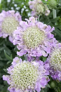 scabiosa col. 'pink mist' P9 - afbeelding 5